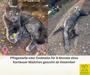 Pflegestelle oder Endstelle gesucht   Großraum München (ca. 100 km Umkreis)! Bild 3