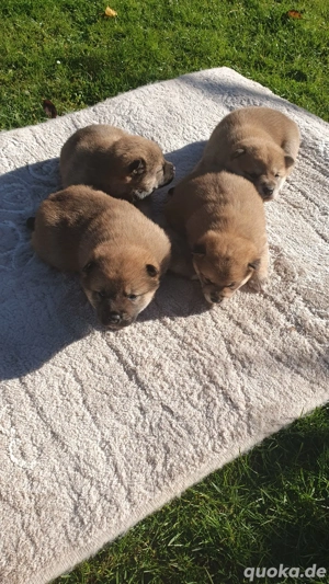 Shiba Inu Welpen,reinrassig 