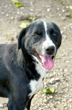 Wer hat ein Herz für Ezra?