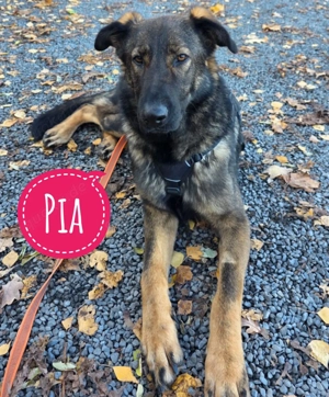 Pia, Deutscher Schäferhund Mix, Notfall!