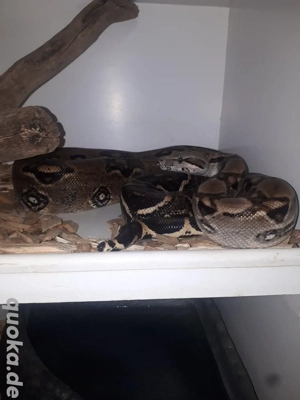 Boa Constrictor Imperator