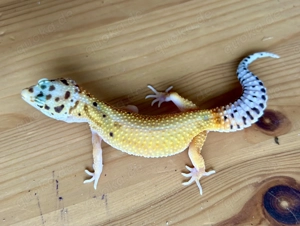 0,2 Leopardgecko Emerine Cross het. Tremper Albino 