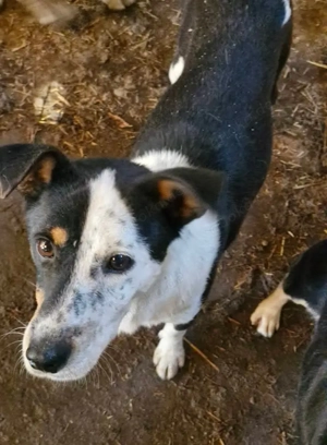 Spotty wurde aus der Tötung gerettet 