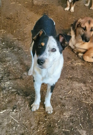 Spotty, außergewöhnlich und freundlich 