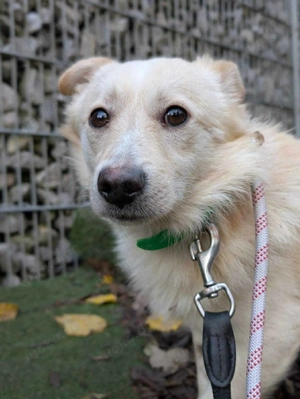 Filu 38 cm   kleiner Eisbär [auf Pflegestelle in D-42859 Remscheid]