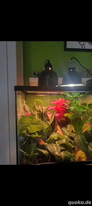 Goldstaubtaggecko Weibchen