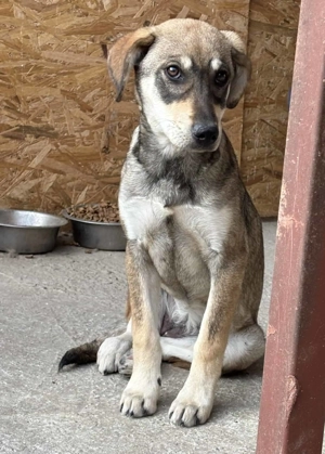 Cassie im Wachstum -Wünscht sich Geborgenheit