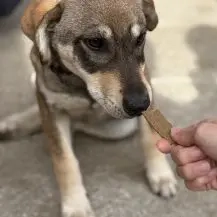 Cassie im Wachstum - Wünscht sich Geborgenheit