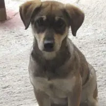 Cassie im Wachstum - Wünscht sich Geborgenheit Bild 7