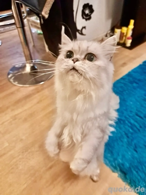 BLH Katze zu vergeben   4 Jahre alt (weiß-grau