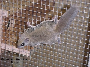   Streifenhörnchen 1 Paar Assapan