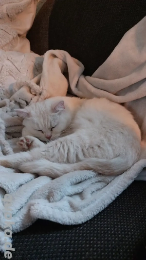 Liebevolle BKH-Katze (weiblich) sucht neues Zuhause   