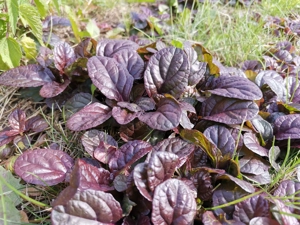Rotblättriger Günsel 'Elmblut' Heilpflanze Winterhart Bodendecker