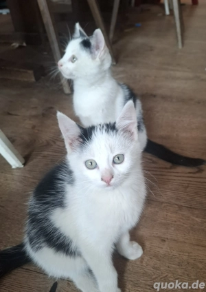 Katze Kater Kätzchen Kitten 