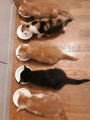 Kitten Britisch Kurzhaar BKH Gr.Eu. Champion Kater EKH Katze Whiskas