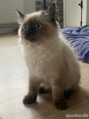 ragdoll kitten