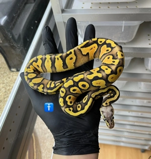 Königspython Nachzuchten 2025 div. banana Leopard clown