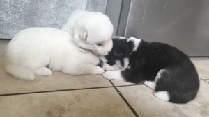 Hunde Welpen pomsky