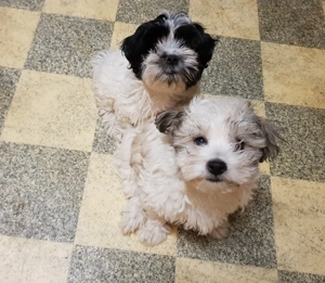 HAVAMALT * ALWIN und ALINA suchen ihr Für-Immer-Zuhause