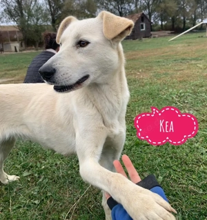 Kea, wunderschöne Junghündin, Podenco Labrador Mix