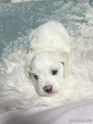 Zuckersüse Malteser Welpe