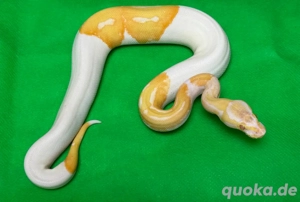 Albino Piebald weibchen 