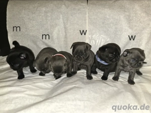 Noch vier hünsche Welpen Retro Mops 