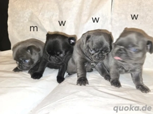 Noch zwei hünsche Welpen Retro Mops fisch geimpft, gechipt und EU Pass,abgabebereit Bild 2
