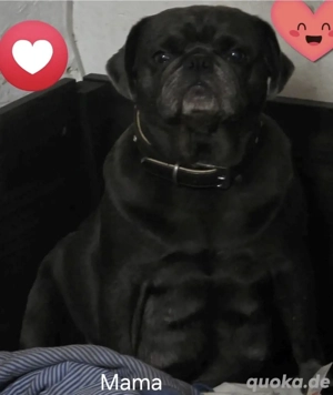 Noch zwei hünsche Welpen Retro Mops fisch geimpft, gechipt und EU Pass,abgabebereit Bild 3