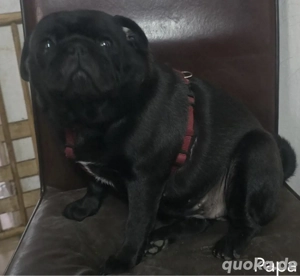 Noch zwei hünsche Welpen Retro Mops fisch geimpft, gechipt und EU Pass,abgabebereit Bild 4