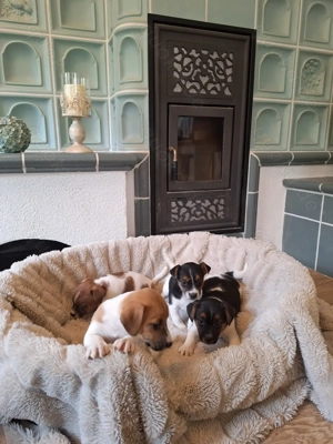 Schöne Jack-Russell-Terrier Welpen