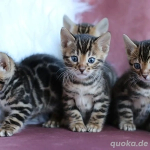 Bengalkätzchen zu adoptieren. 