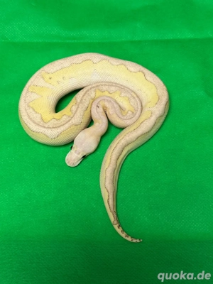 0.1 Super Pastel Lesser Fire Clown 