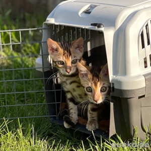 Bengalkätzchen zu adoptieren.WhatsApp 015510055069.