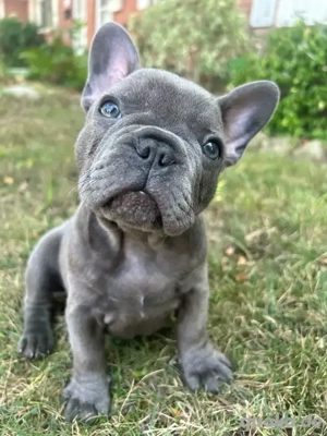 Entzückende Französische Bulldoggenwelpen