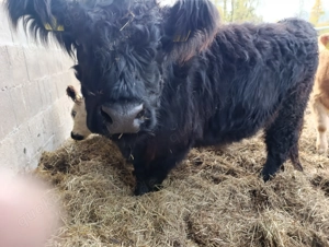 Black Galloway Färse Rind