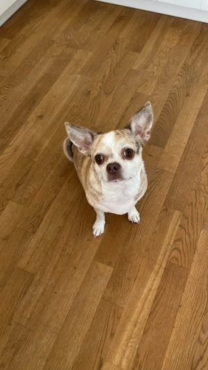 Chihuahua-Mix Dobby sucht neues Zuhause 