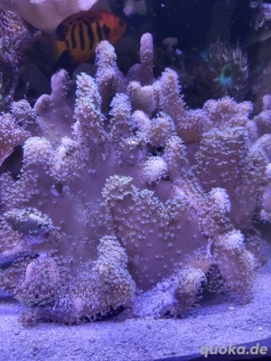 Fingerlederkorallen Merrwasser
