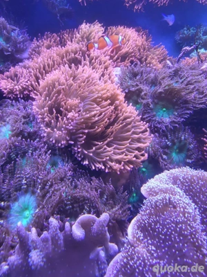 Kupferanemoen Meerwasser 