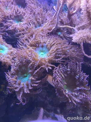 Grüne Sandanemone Meerwasser 