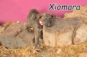 Wird Xiomara vielleicht bei dir ankommen dürfen?