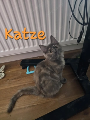 3 Maine Coon Kätzchen 