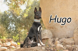 Bist du vielleicht der Mensch, der Hugos Blick erwidert und ihm endlich das Zuhause schenkt?