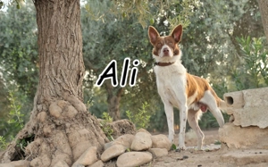 Wer gibt Ali die Chance, endlich zu zeigen, welch wunderbarer Freund in ihm steckt?