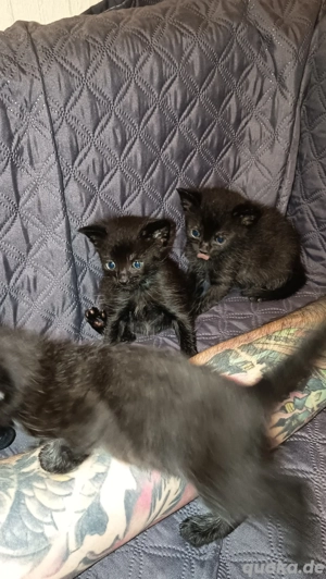 Baby Katzen 