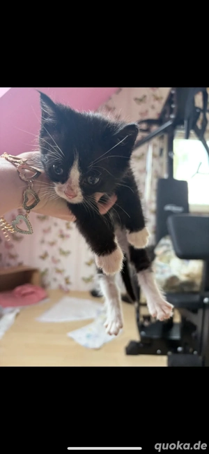 Süße Kitten suchen ein Zuhause 