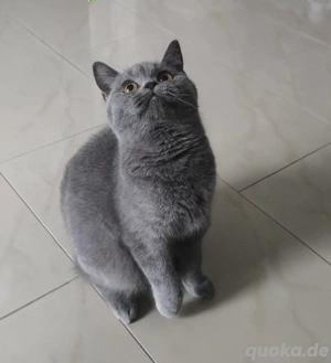 BKH Katerchen sofort abgabebereit 