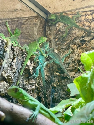Grüne Leguanbabys (iguana iguana)NZ 9.2025 
