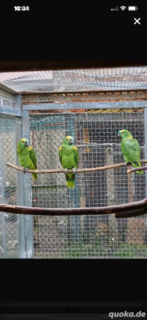 Verkaufe Blaustirnamazone 