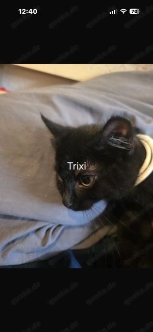 Kitten zu verkaufen, 3 Stück 2 männlich 1 weiblich 